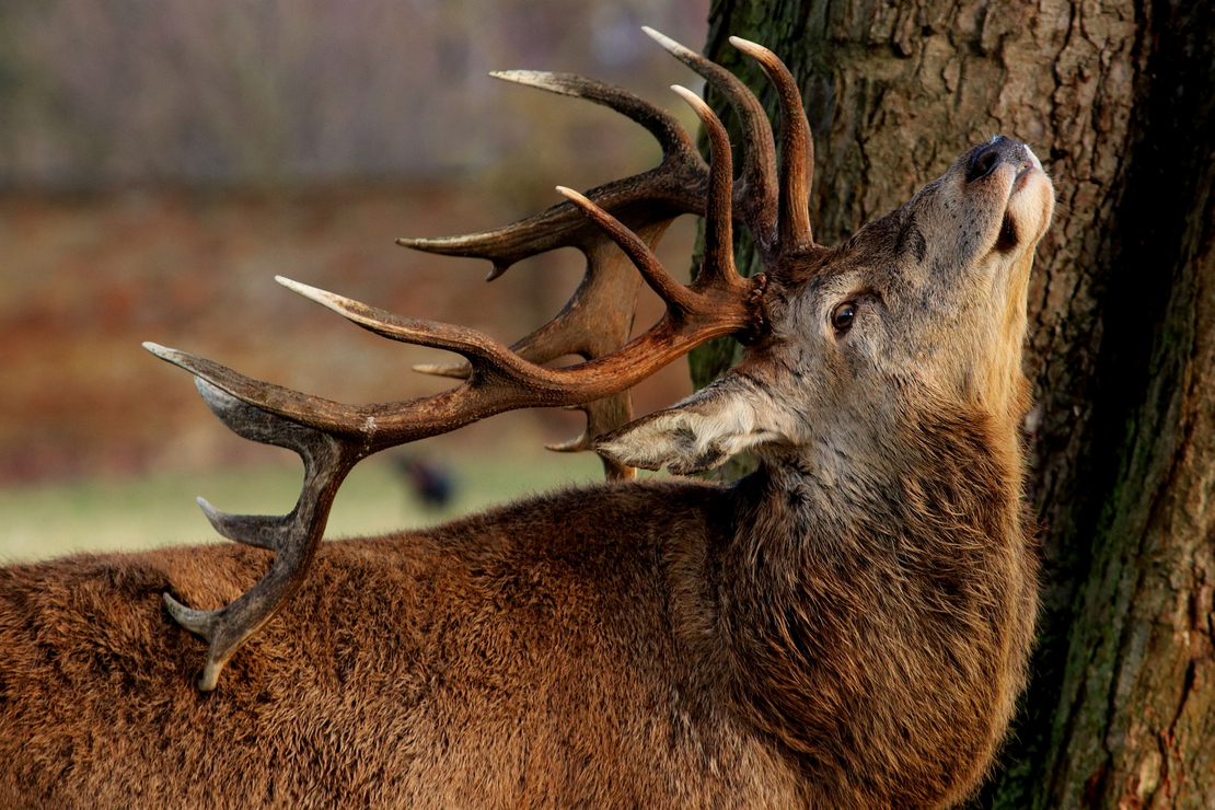 Chasse, animaux, Mont-Noble