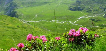 Vallon de Réchy, nature, paysage