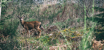 Mont-Noble, Garde-chasse, Faune