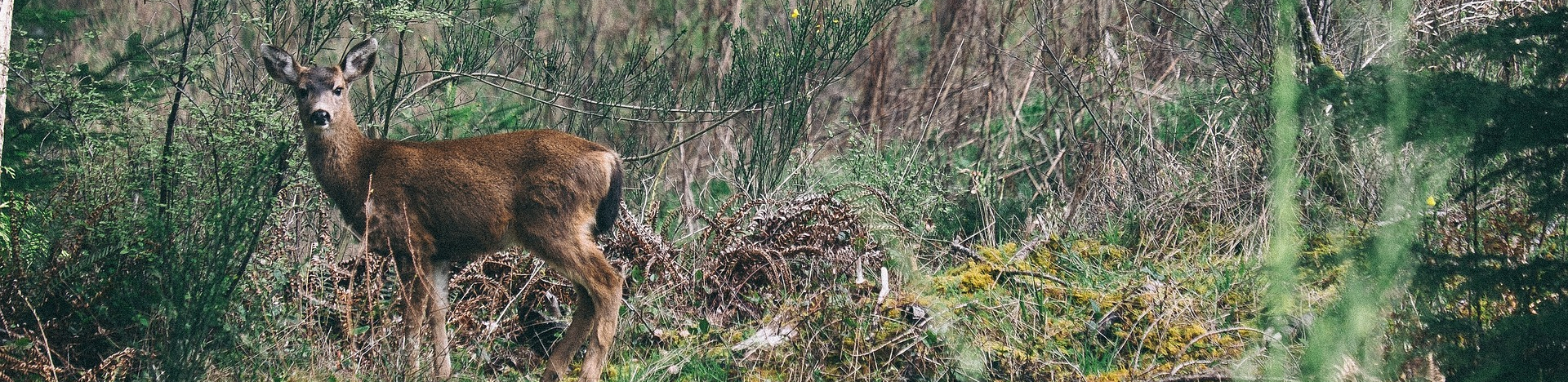 Mont-Noble, Garde-chasse, Faune