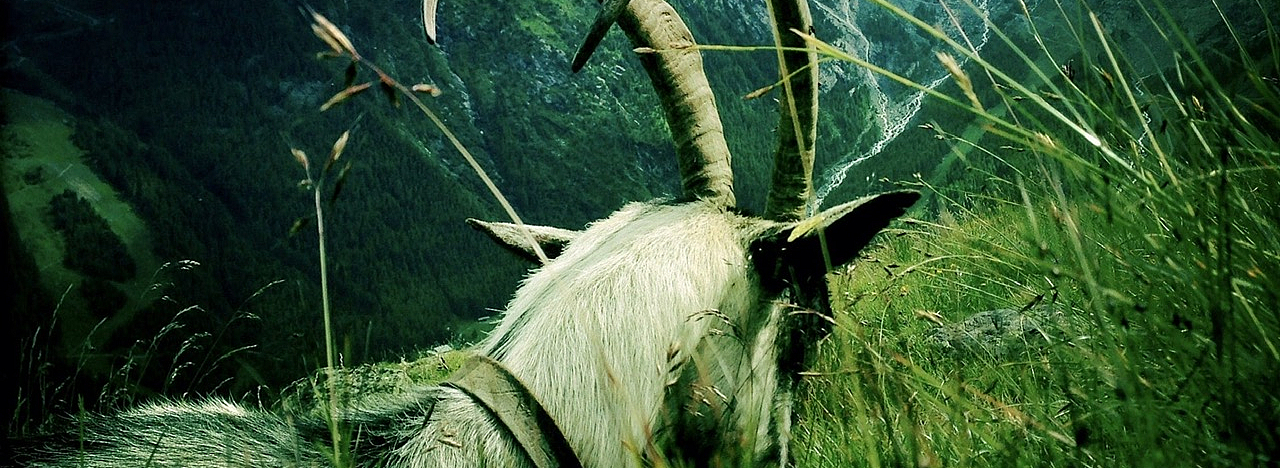 Chèvre, Zermatt, Dandelion