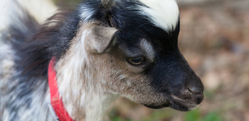 Chèvre, mouton, Ferme du Petit Bonheur, zoo itinérant, Nax