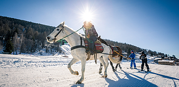 Ski joering, cheval, Nax, Mont-Noble