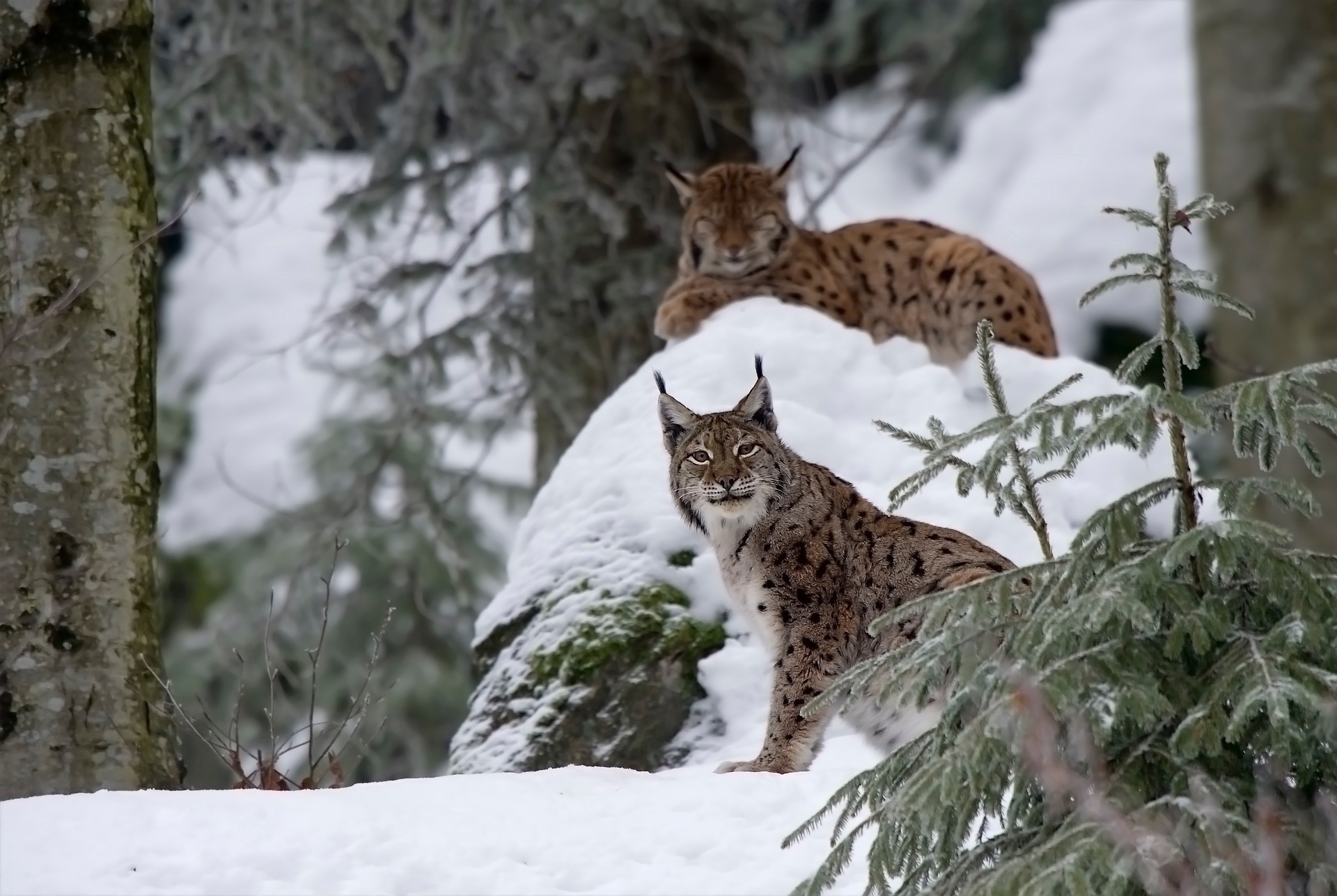 Le lynx, commune de MontNoble · Nax Région